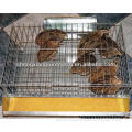 Ecuador codornices jaula quail cage